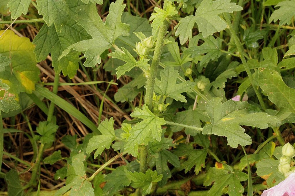 Malva alcea